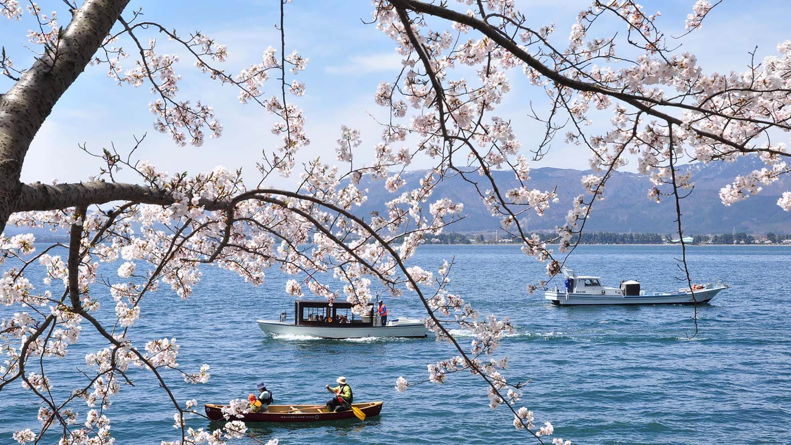 Cherry blossoms at Kaizu