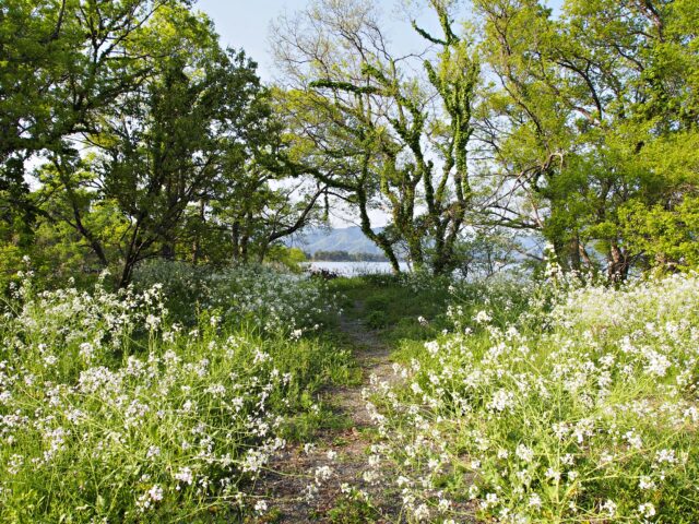 琵琶湖畔に群生する「ハマダイコン」の花