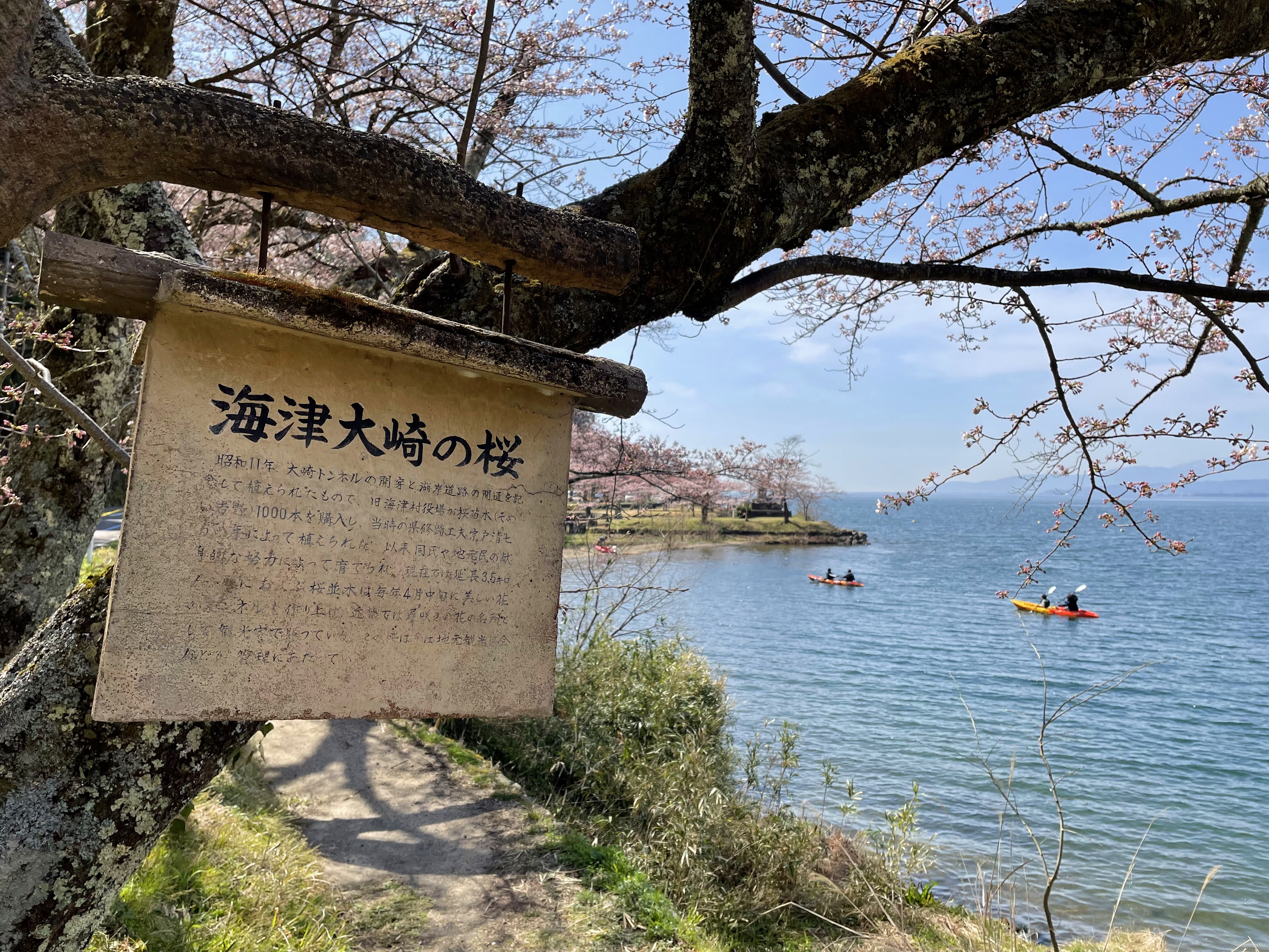 滋賀県 桜の名所 海津大崎の桜 2024年 見頃はいつ？現在の開花状況をお