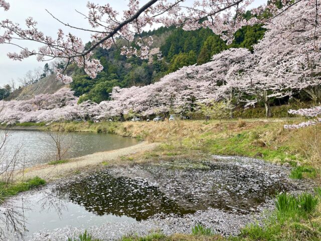 海津大崎 桜 2022年 満開の記録