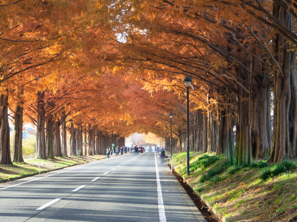 メタセコイア並木の紅葉 | メタセコイア並木道 現在 画像 – GJDDRL